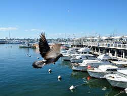 Punta del Este, porto sportivo