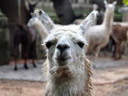 Zoo di Buenos Aires, lama