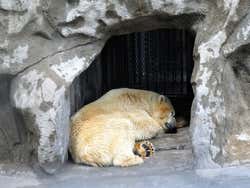 Orso dello Zoo di Buenos Aires